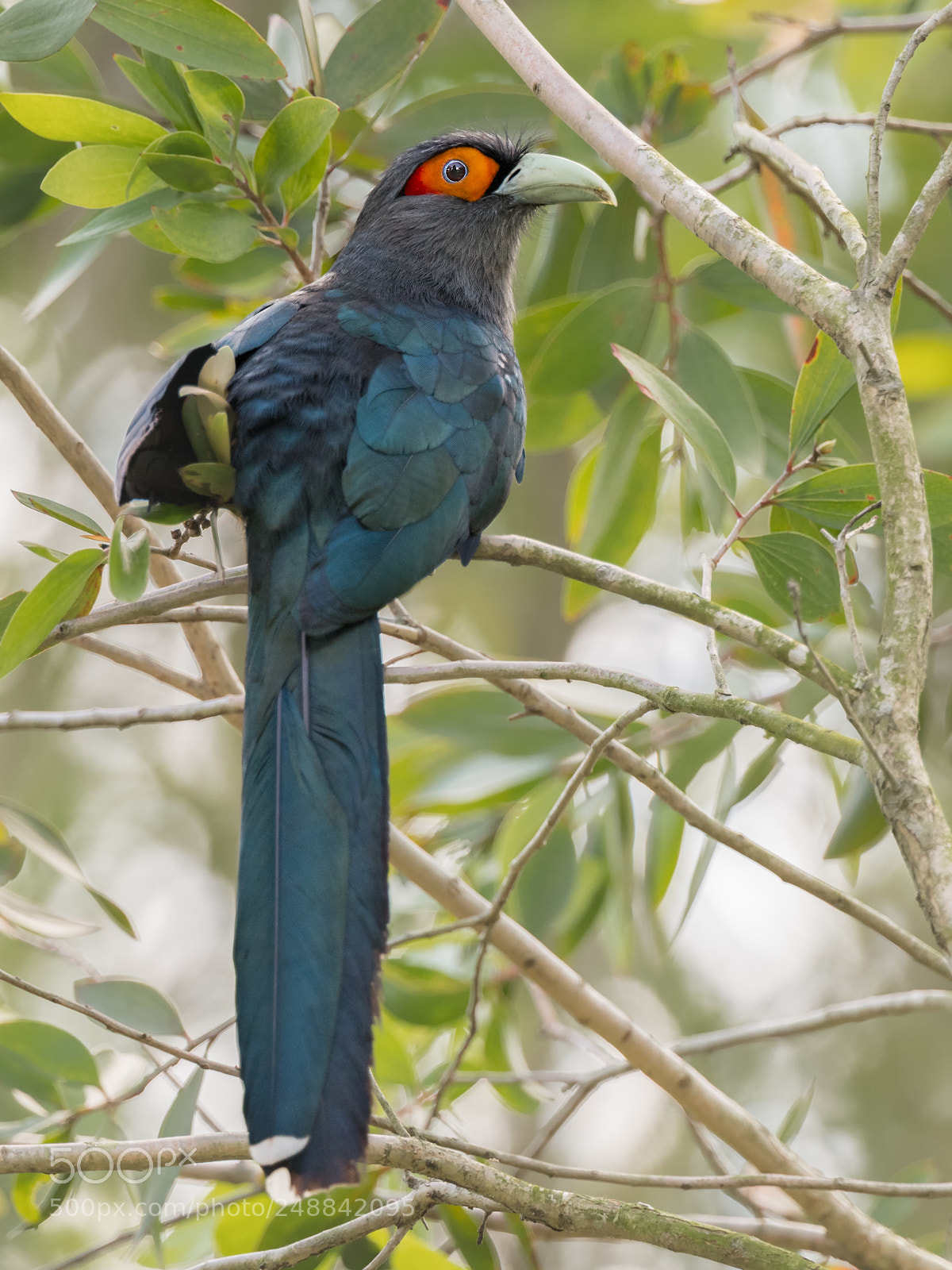 Nikon D850 sample photo. Chestnut-bellied malkoha @ jeg photography