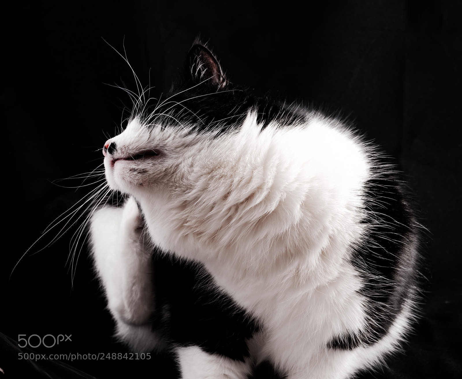 Sony a7R III sample photo. Spot scratching herself. photography