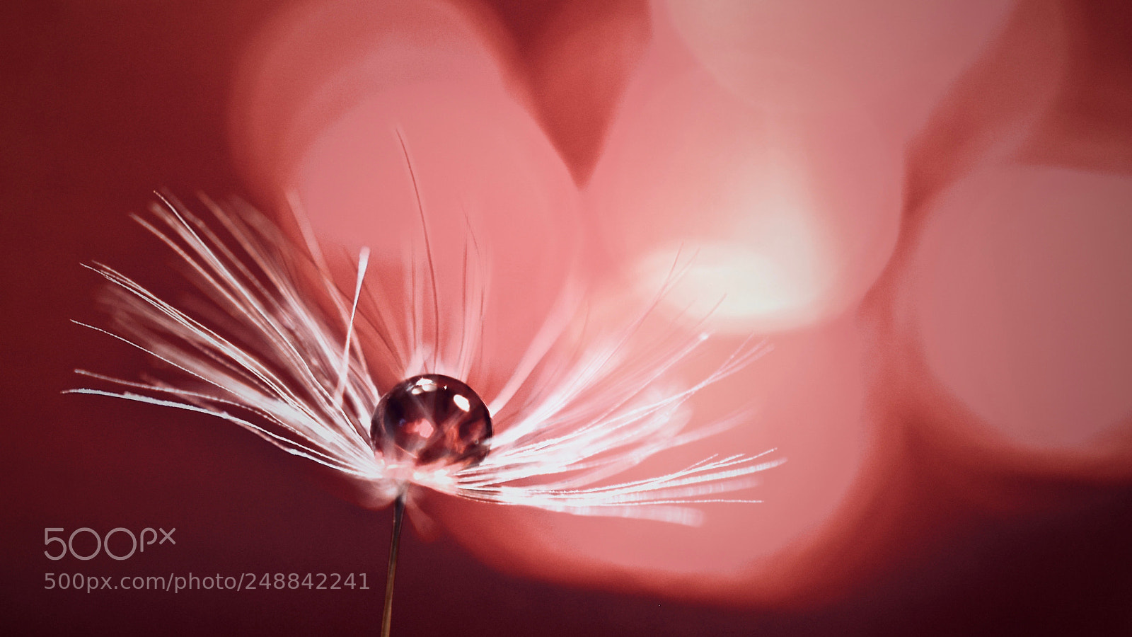 Nikon D5600 sample photo. Red wine photography