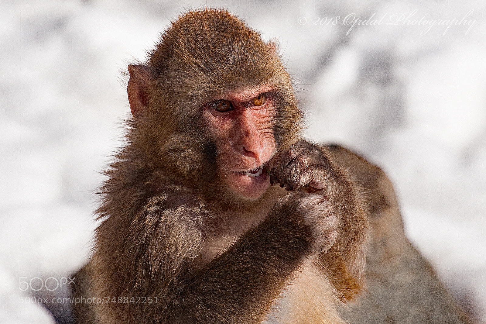 Canon EOS 5D sample photo. Snow monkey photography