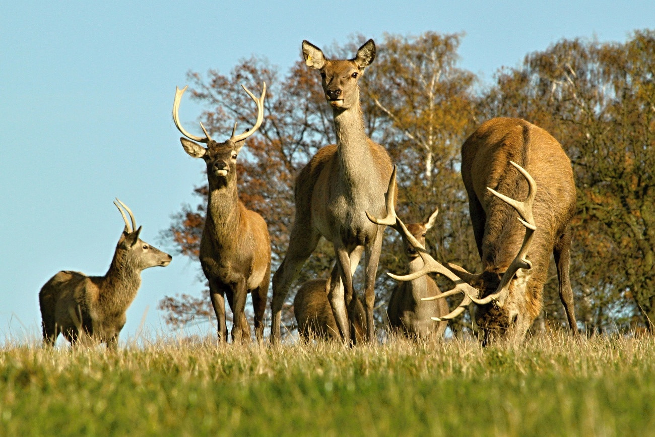 Canon EF 70-300mm F4-5.6 IS USM sample photo. Be spotted... photography