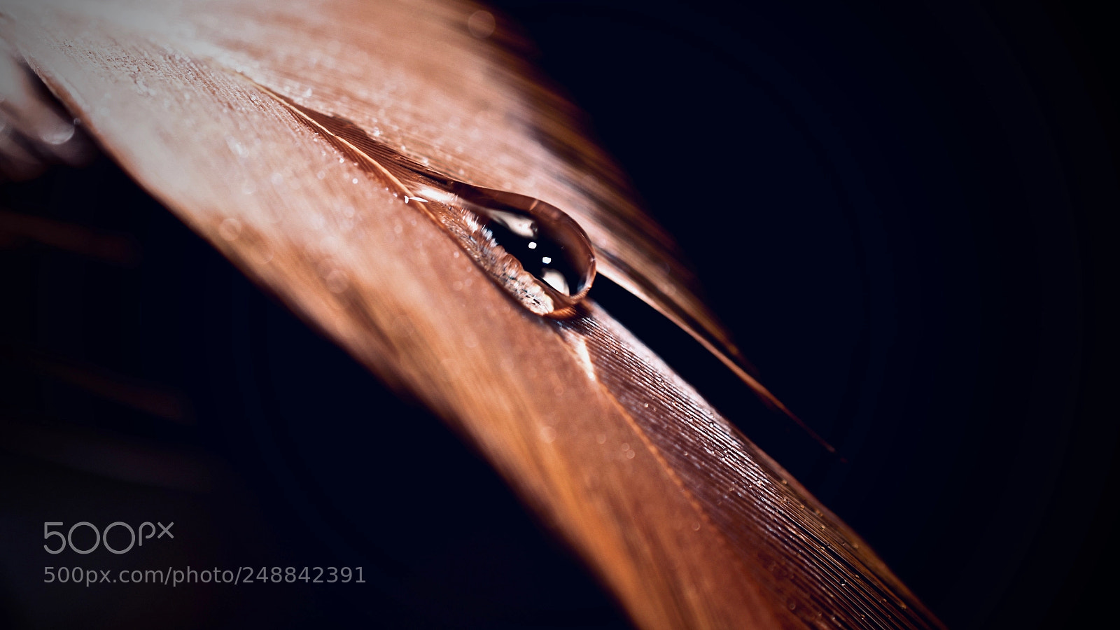 Nikon D5600 sample photo. Crying feather photography