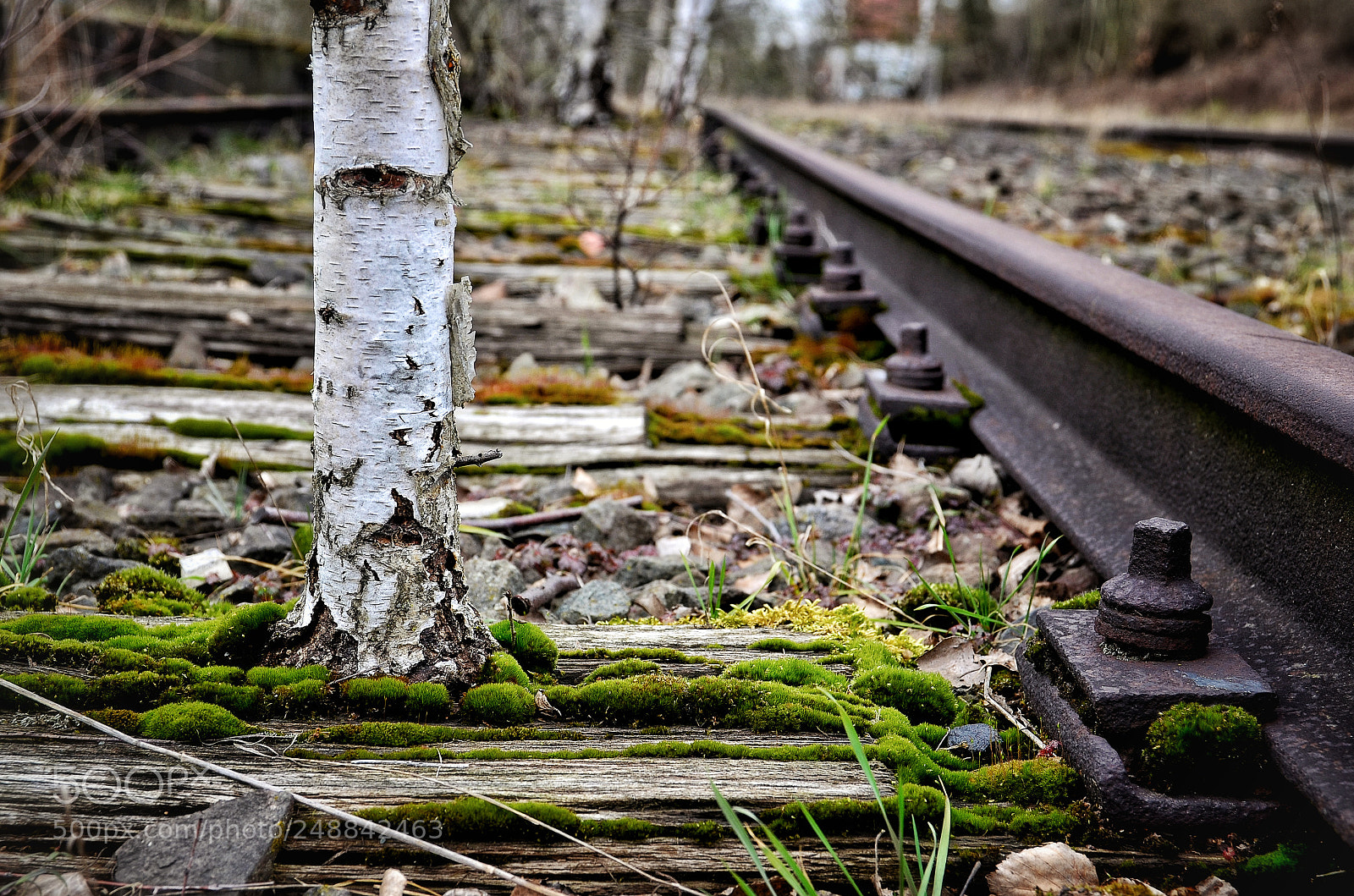 Nikon D5100 sample photo. Nature strikes back... photography