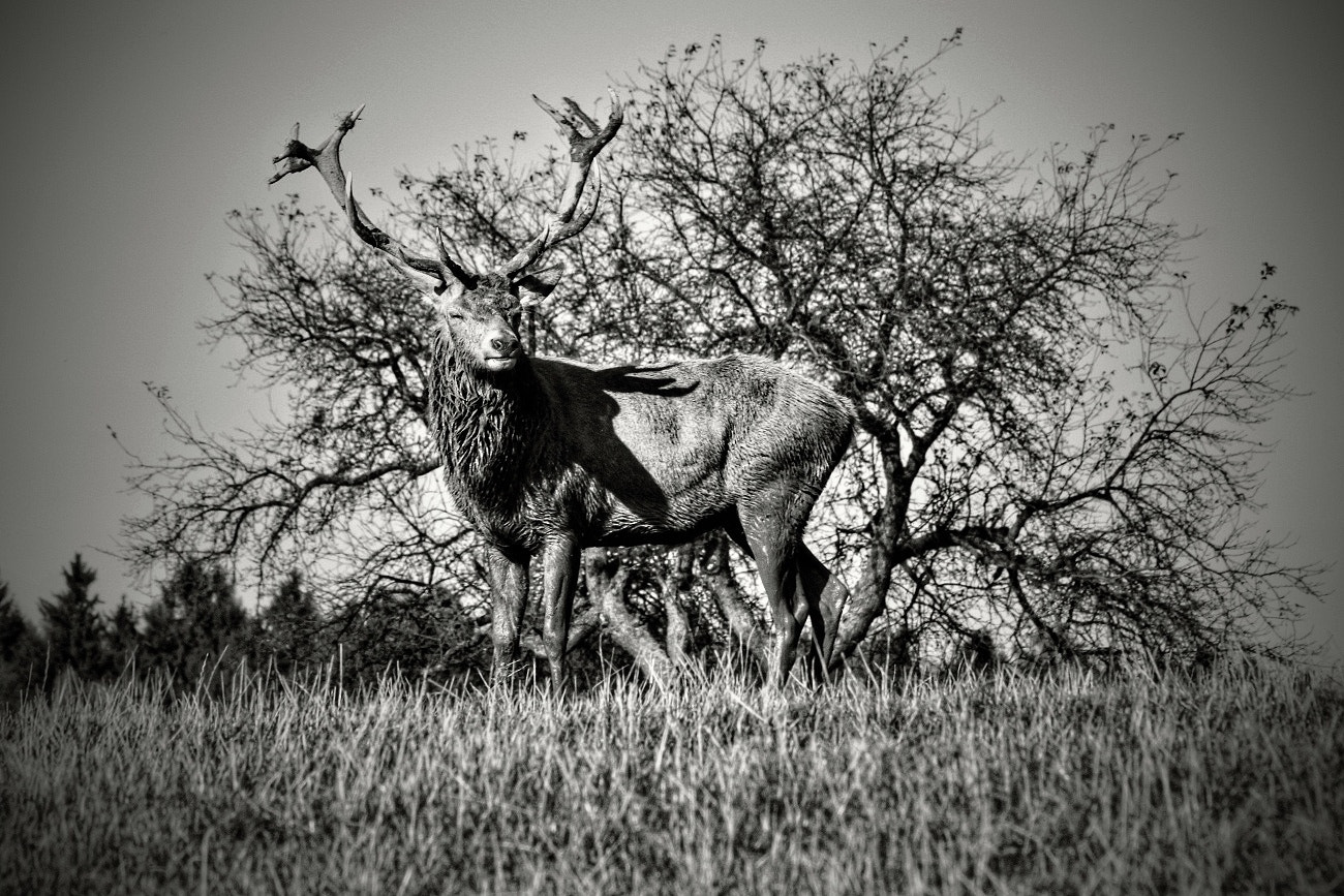 Canon EF 70-300mm F4-5.6 IS USM sample photo. Black and white photography