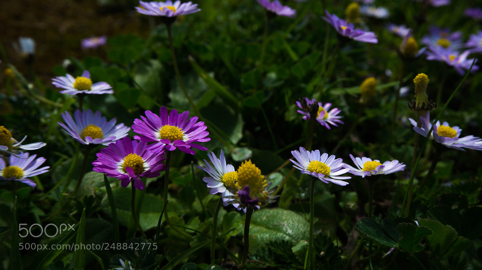 Sony Alpha a5000 (ILCE 5000) sample photo. Untitled photography