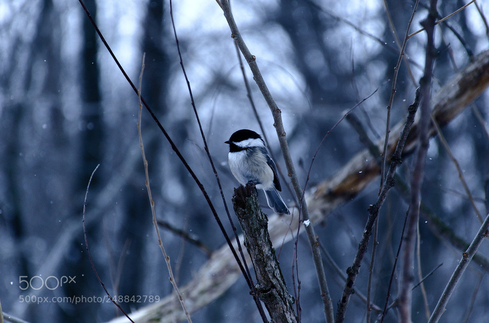 Nikon D7000 sample photo. Visitor photography