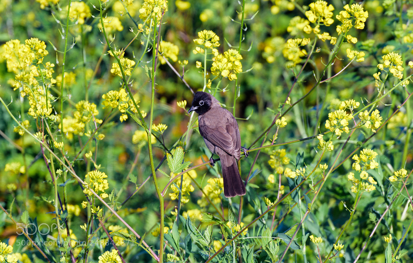 Nikon D7200 sample photo. Bird on a branch. photography