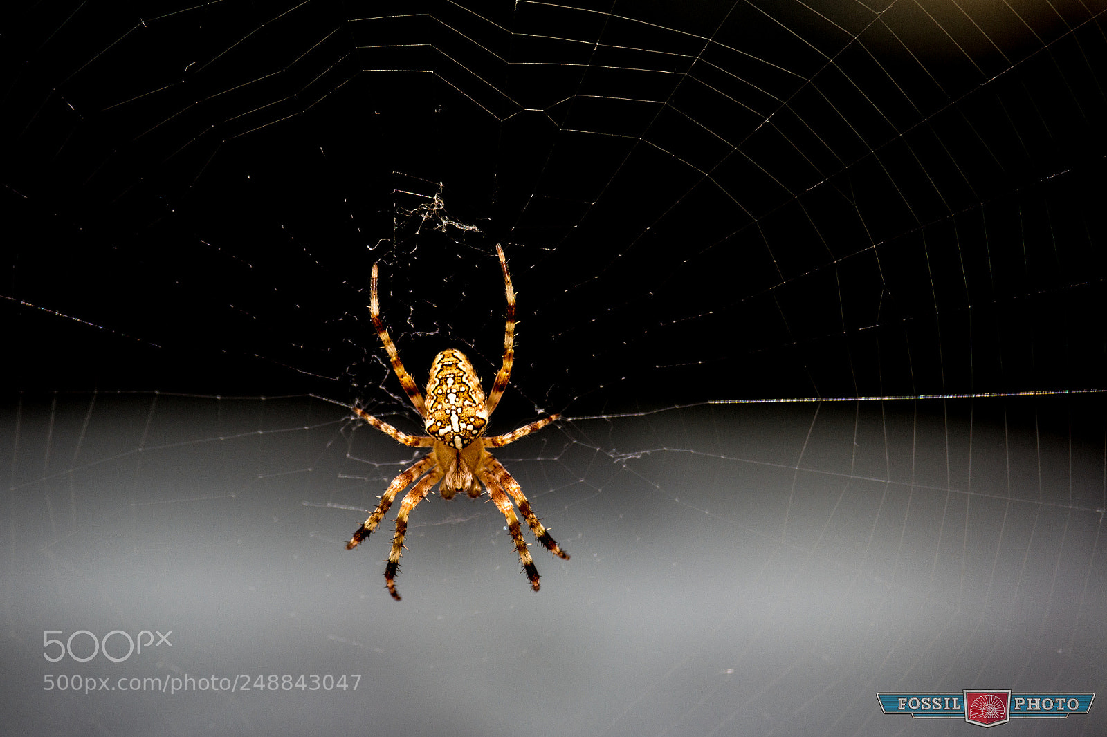 Canon EOS 700D (EOS Rebel T5i / EOS Kiss X7i) sample photo. Cross spider photography