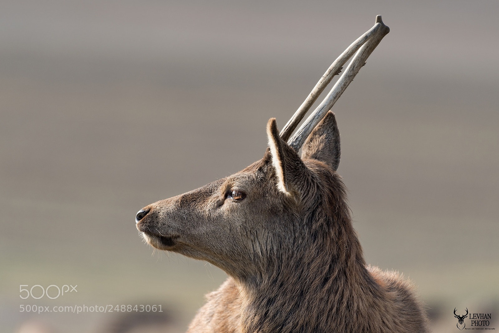 Nikon D500 sample photo. Deer photography