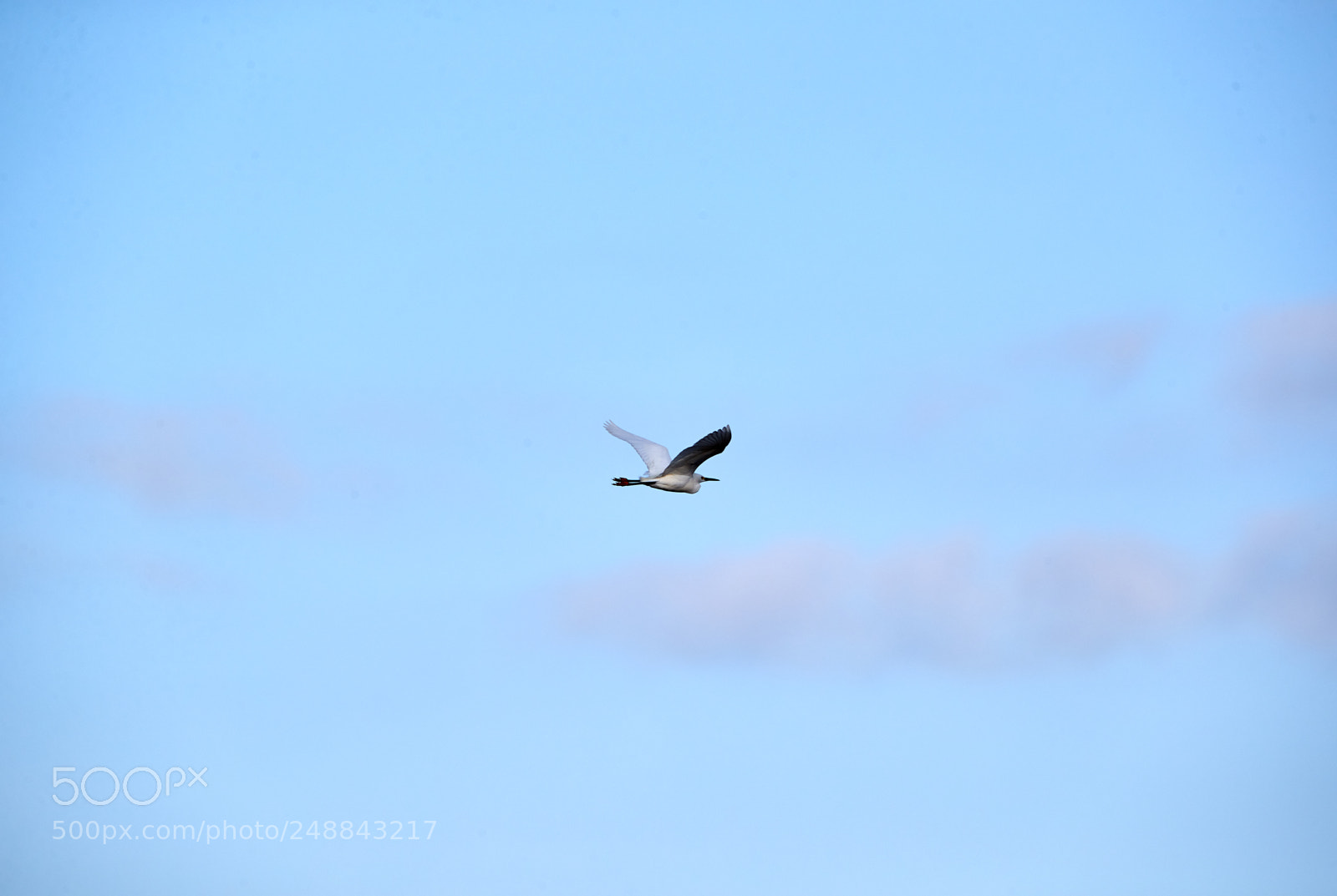 Canon EOS-1D X Mark II sample photo. 03-10-18-0007094 2.jpg photography