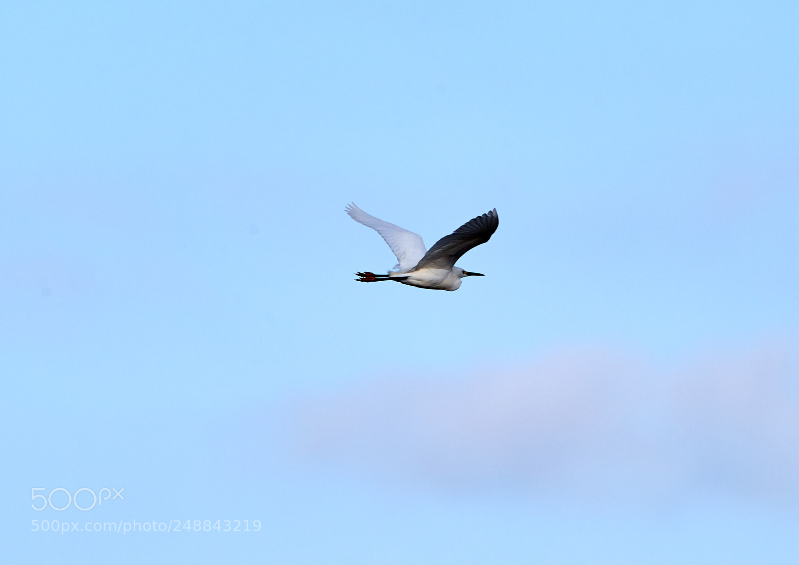 Canon EOS-1D X Mark II sample photo. 03-10-18-0007094 1.jpg photography
