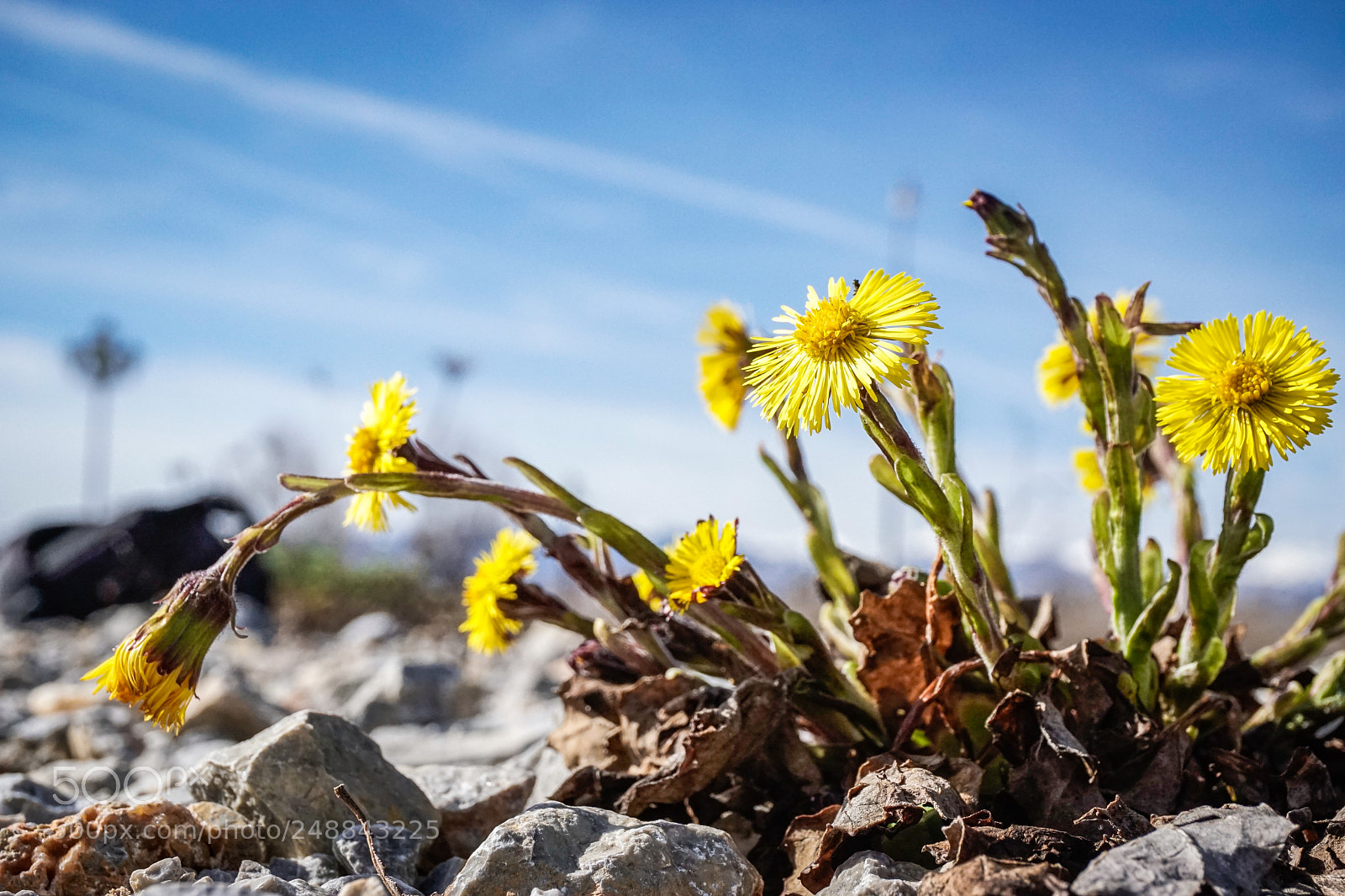 Sony a6000 sample photo. Almost spring photography