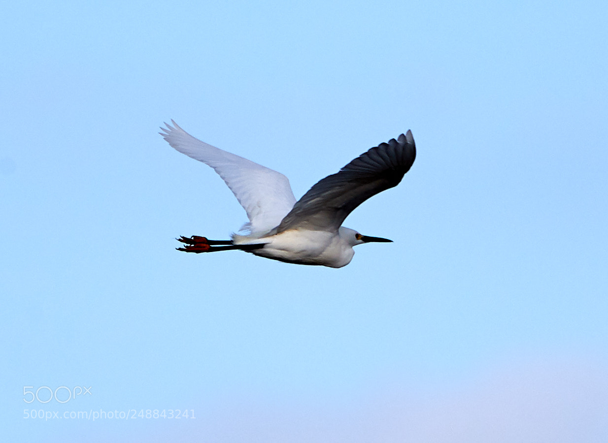 Canon EOS-1D X Mark II sample photo. 03-10-18-0007094.jpg photography