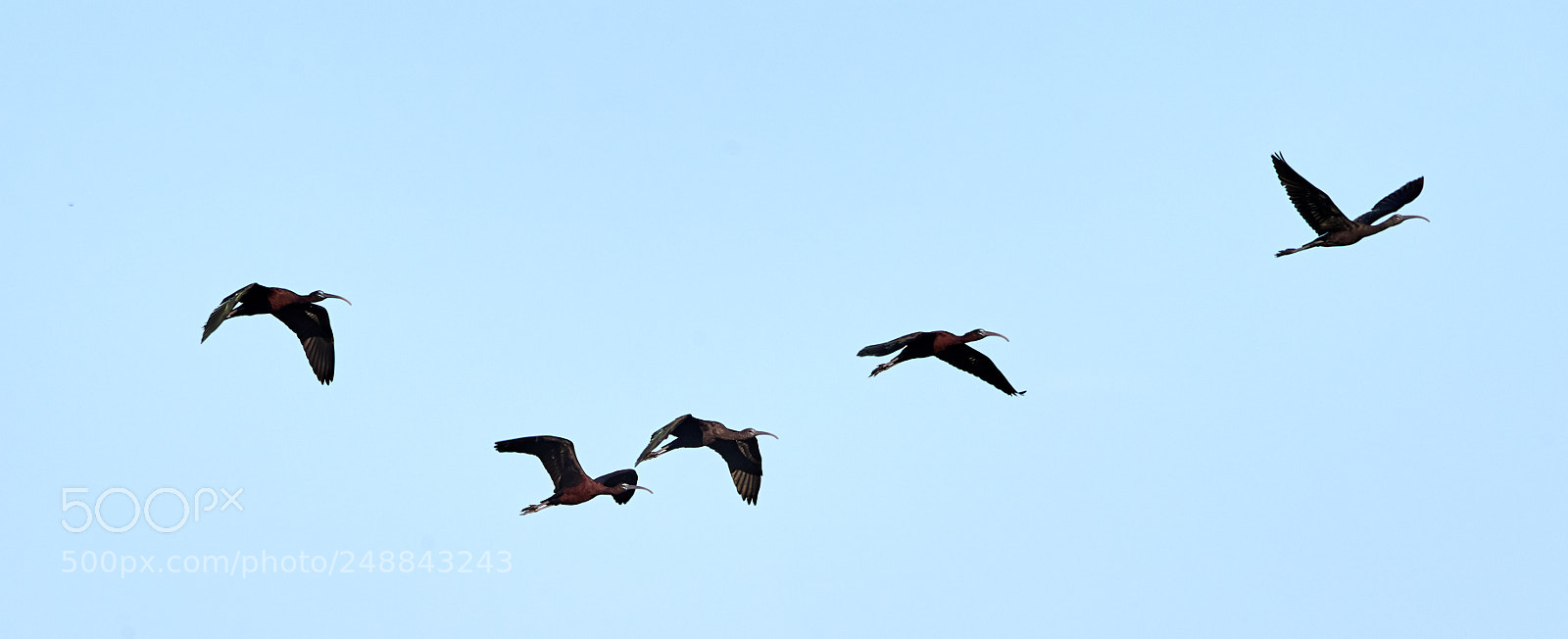 Canon EOS-1D X Mark II sample photo. 03-10-18-0007093.jpg photography