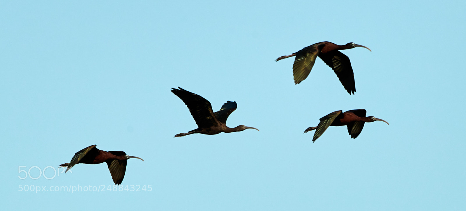 Canon EOS-1D X Mark II sample photo. 03-10-18-0007092.jpg photography