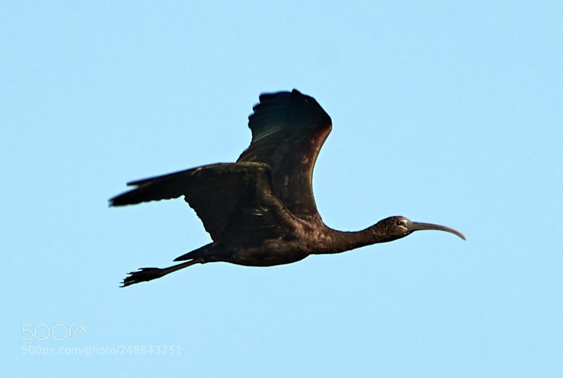 Canon EOS-1D X Mark II sample photo. 03-10-18-0007090.jpg photography
