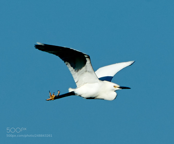 Canon EOS-1D X Mark II sample photo. 03-10-18-0007084.jpg photography
