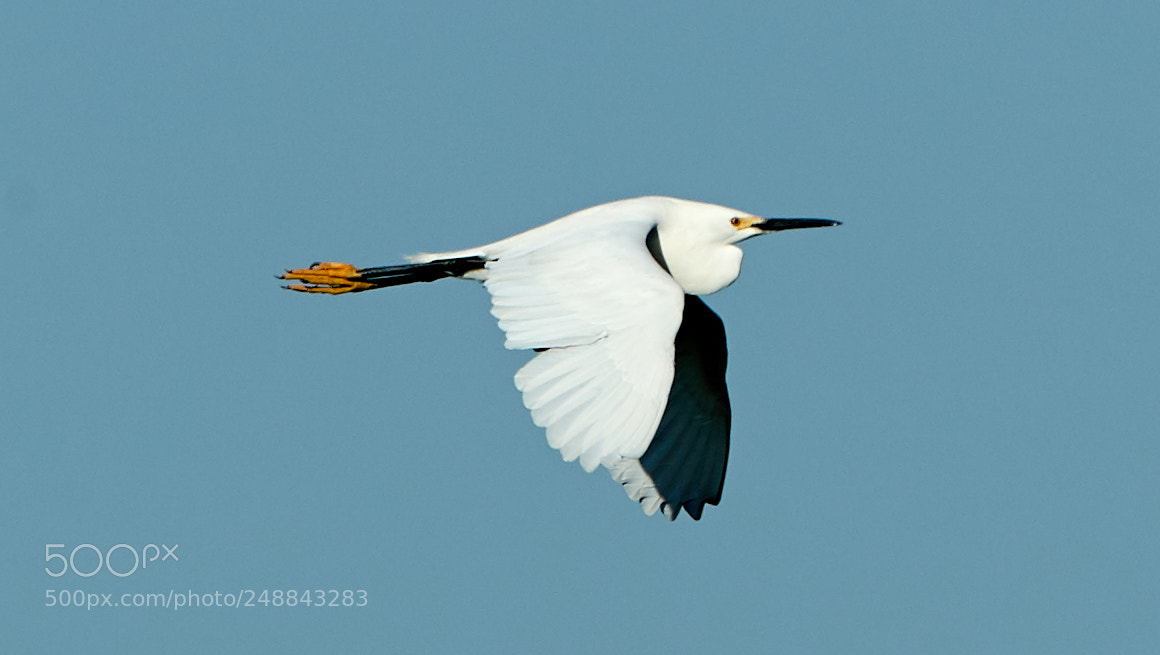 Canon EOS-1D X Mark II sample photo. 03-10-18-0007078.jpg photography