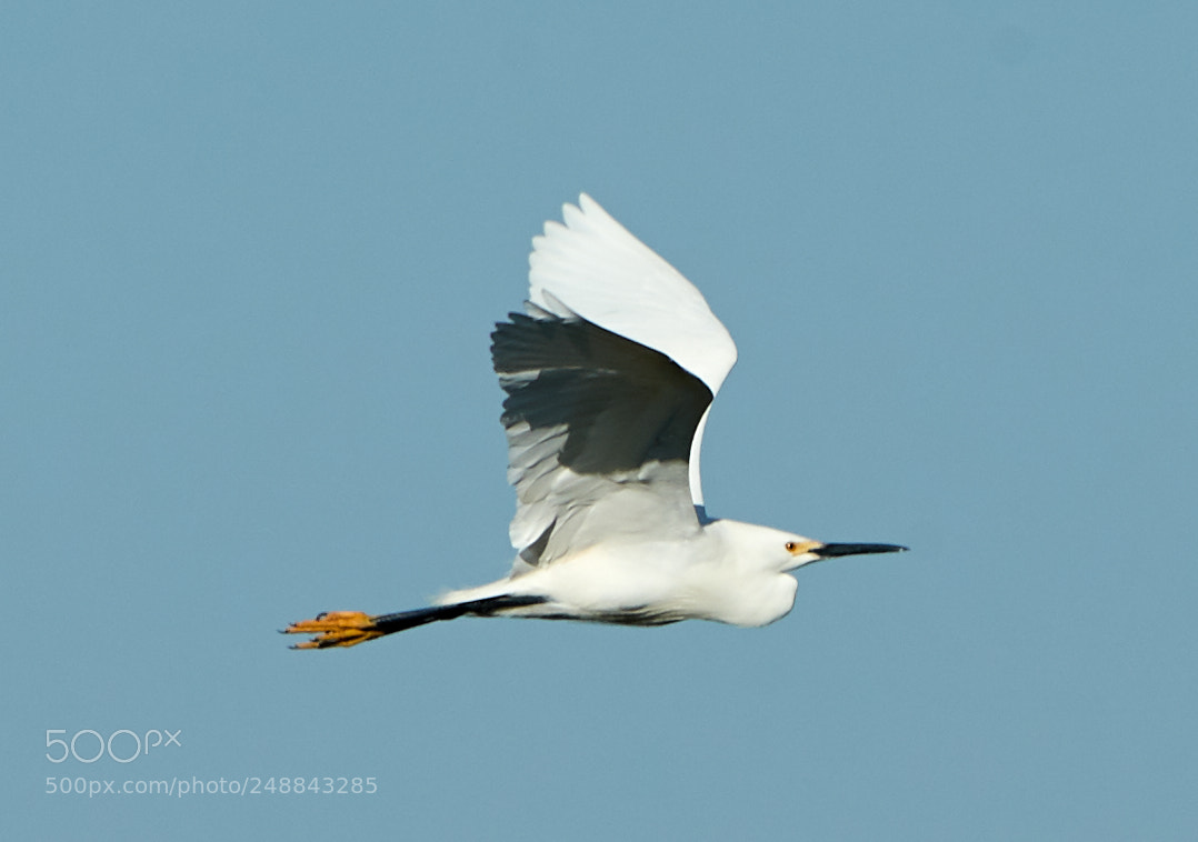 Canon EOS-1D X Mark II sample photo. 03-10-18-0007077.jpg photography