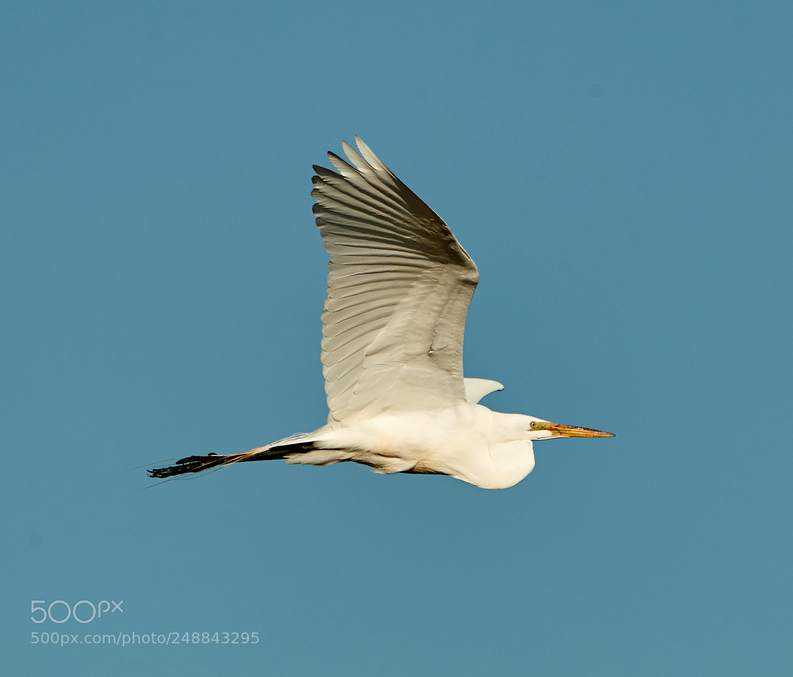 Canon EOS-1D X Mark II sample photo. 03-10-18-0007075.jpg photography