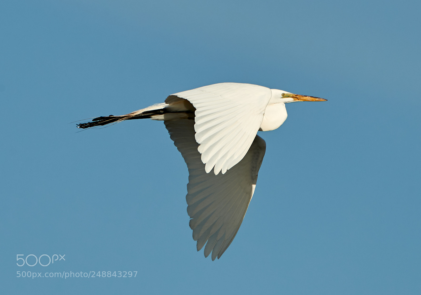 Canon EOS-1D X Mark II sample photo. 03-10-18-0007074.jpg photography