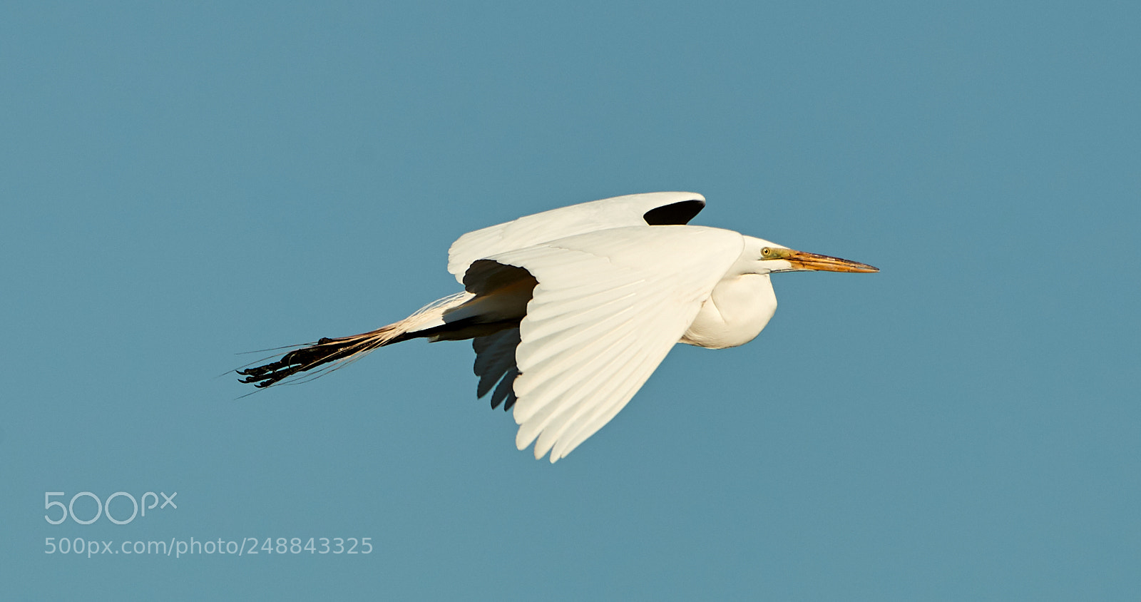 Canon EOS-1D X Mark II sample photo. 03-10-18-0007073.jpg photography