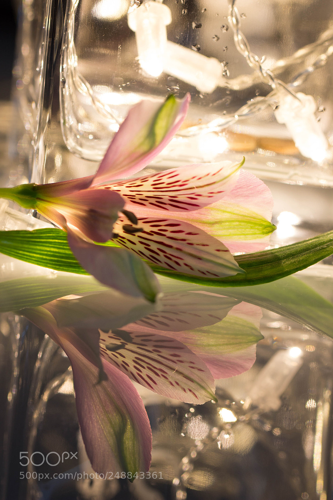 Canon EOS 600D (Rebel EOS T3i / EOS Kiss X5) sample photo. Flower ii photography