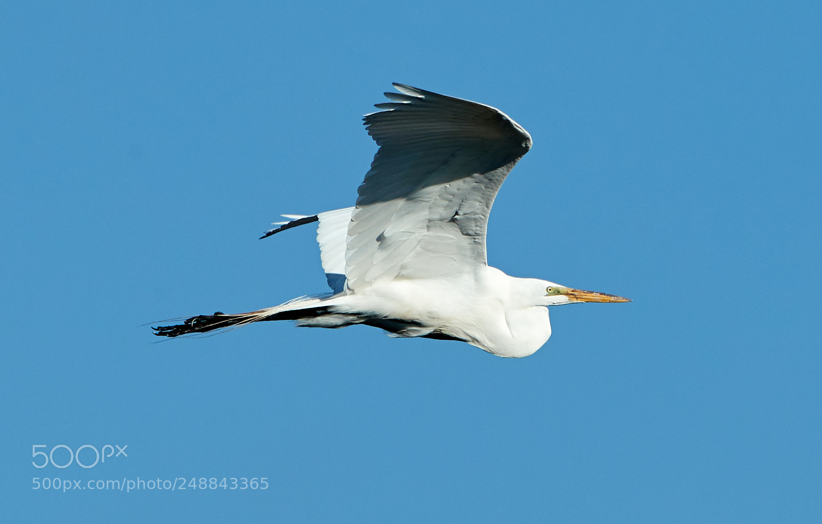 Canon EOS-1D X Mark II sample photo. 03-10-18-0007067.jpg photography