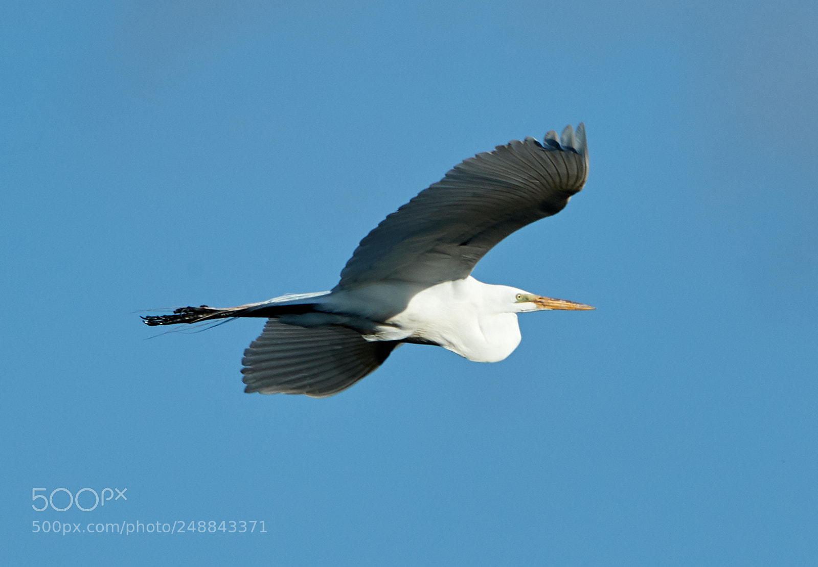 Canon EOS-1D X Mark II sample photo. 03-10-18-0007066.jpg photography