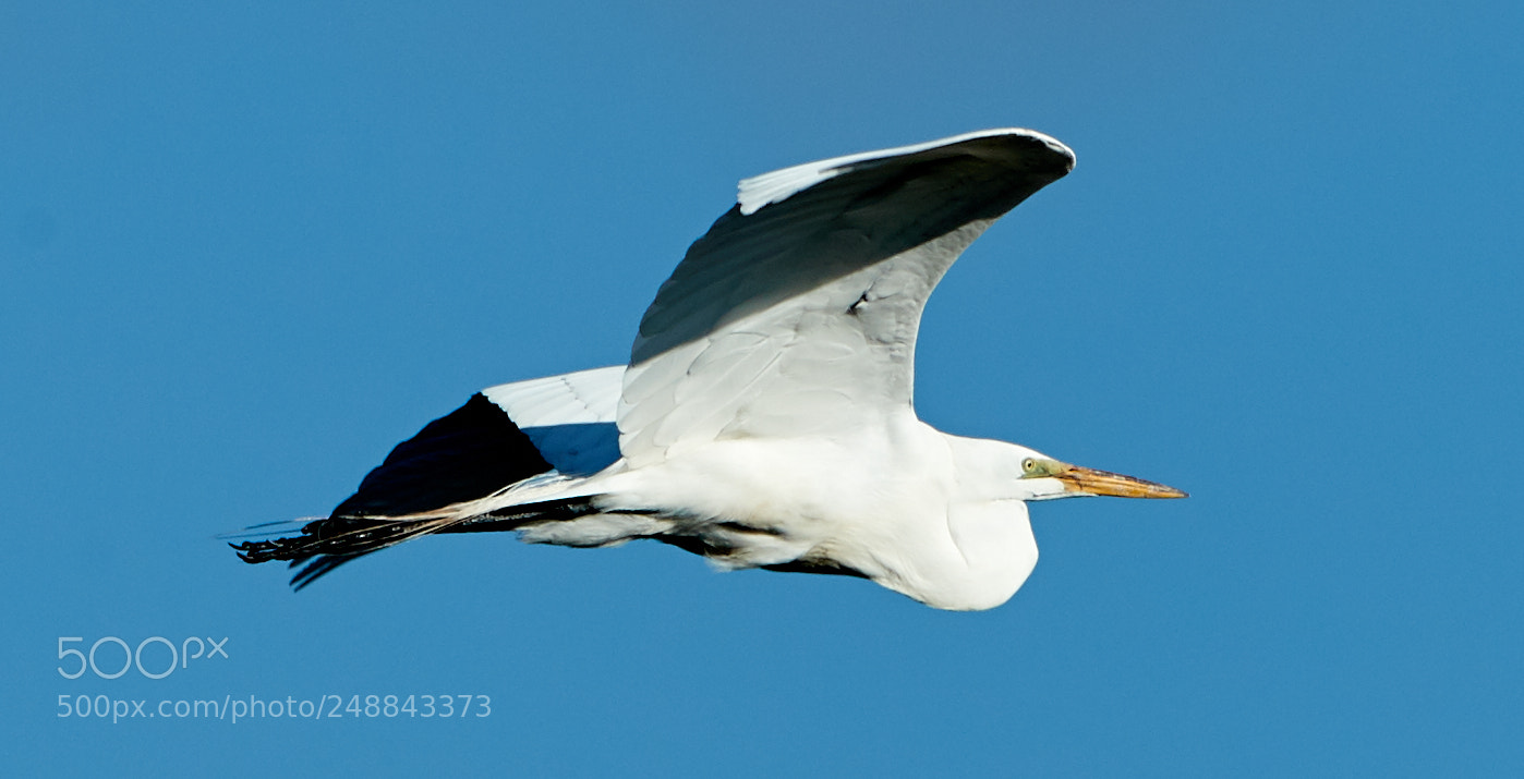 Canon EOS-1D X Mark II sample photo. 03-10-18-0007065.jpg photography