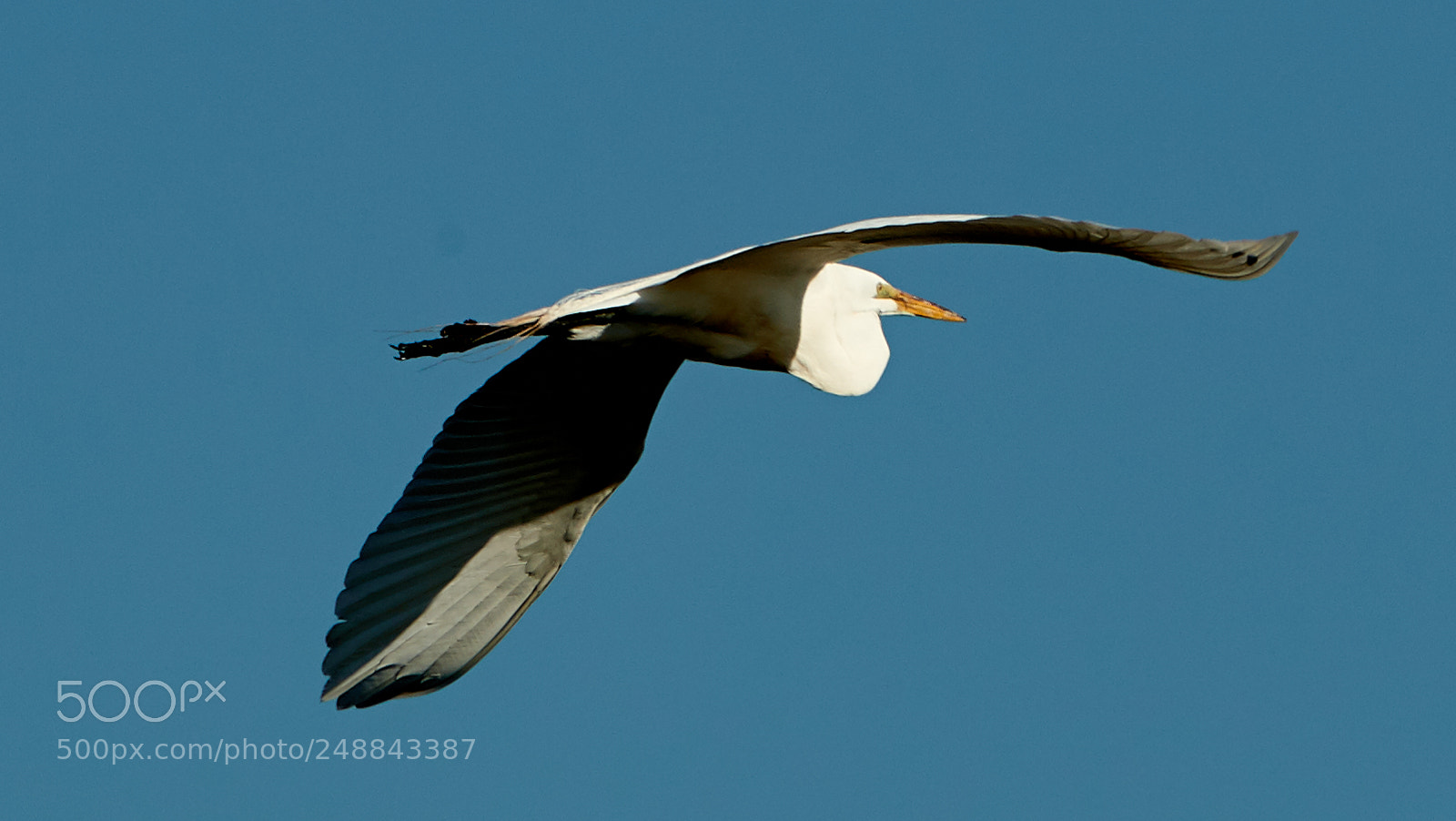 Canon EOS-1D X Mark II sample photo. 03-10-18-0007063.jpg photography