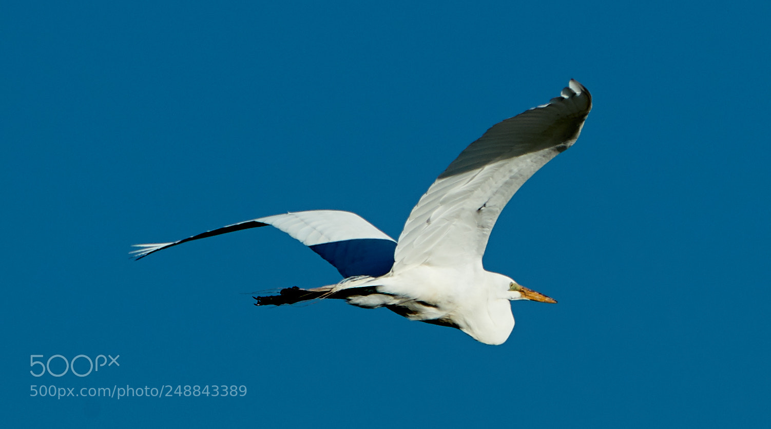 Canon EOS-1D X Mark II sample photo. 03-10-18-0007062.jpg photography