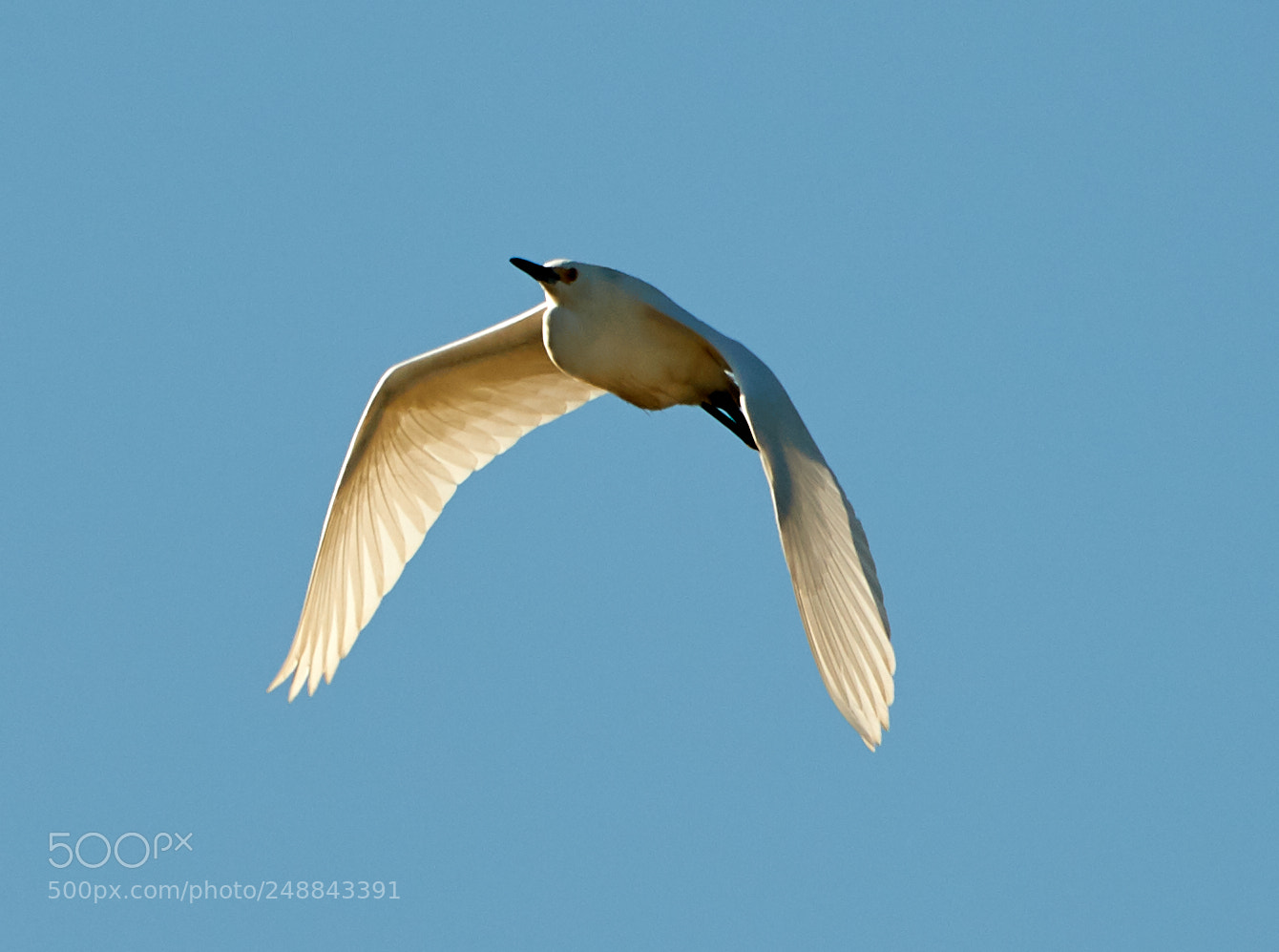 Canon EOS-1D X Mark II sample photo. 03-10-18-0007061.jpg photography