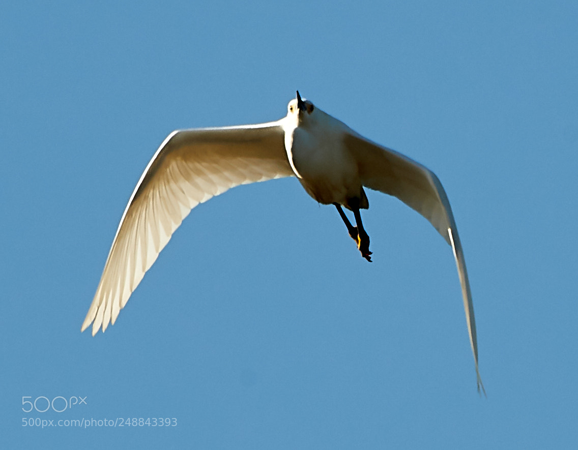 Canon EOS-1D X Mark II sample photo. 03-10-18-0007060.jpg photography