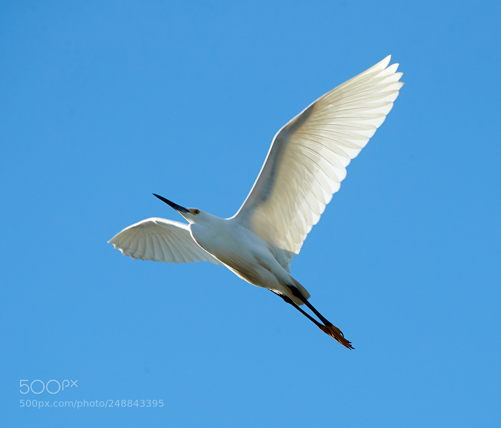 Canon EOS-1D X Mark II sample photo. 03-10-18-0007054.jpg photography