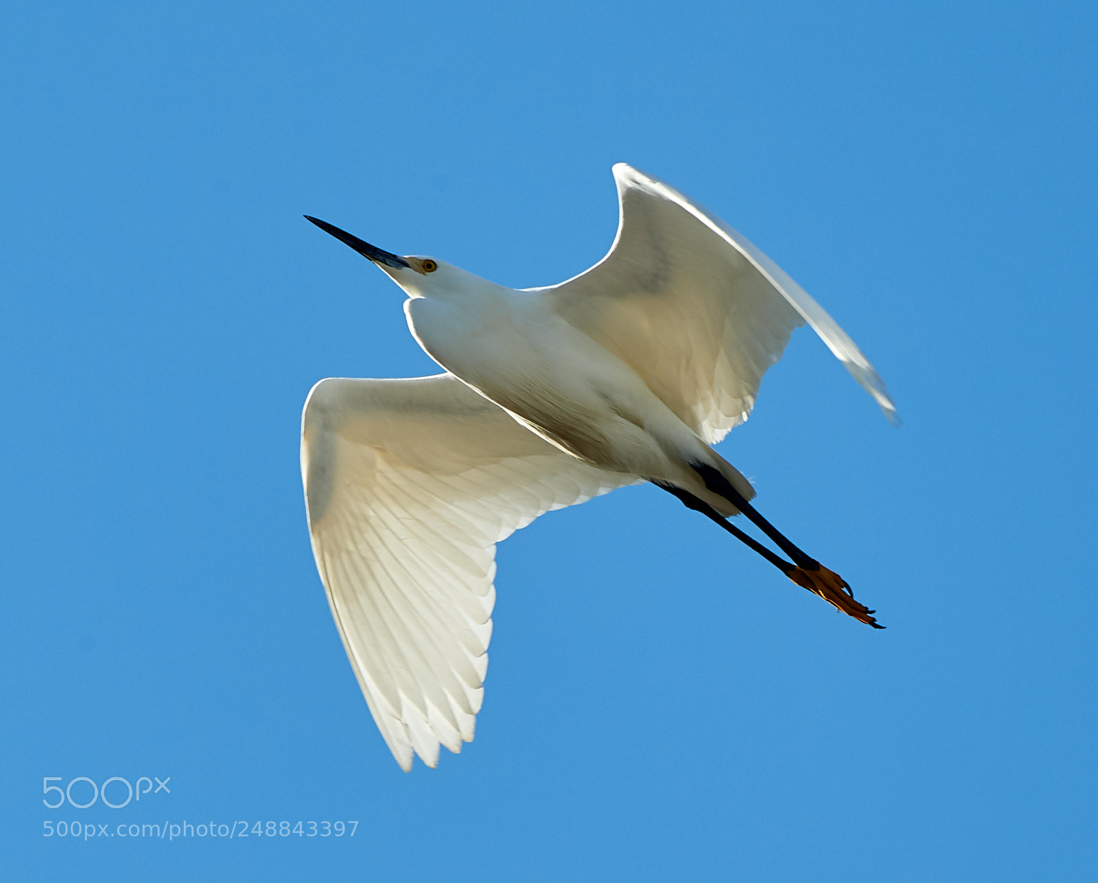 Canon EOS-1D X Mark II sample photo. 03-10-18-0007053.jpg photography