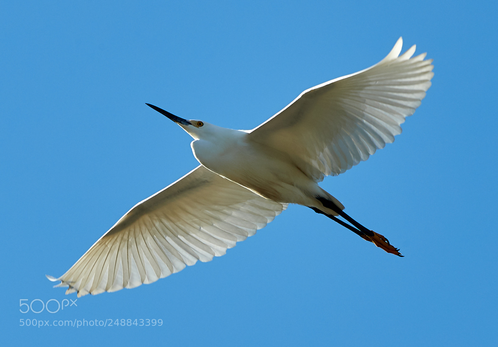 Canon EOS-1D X Mark II sample photo. 03-10-18-0007052.jpg photography