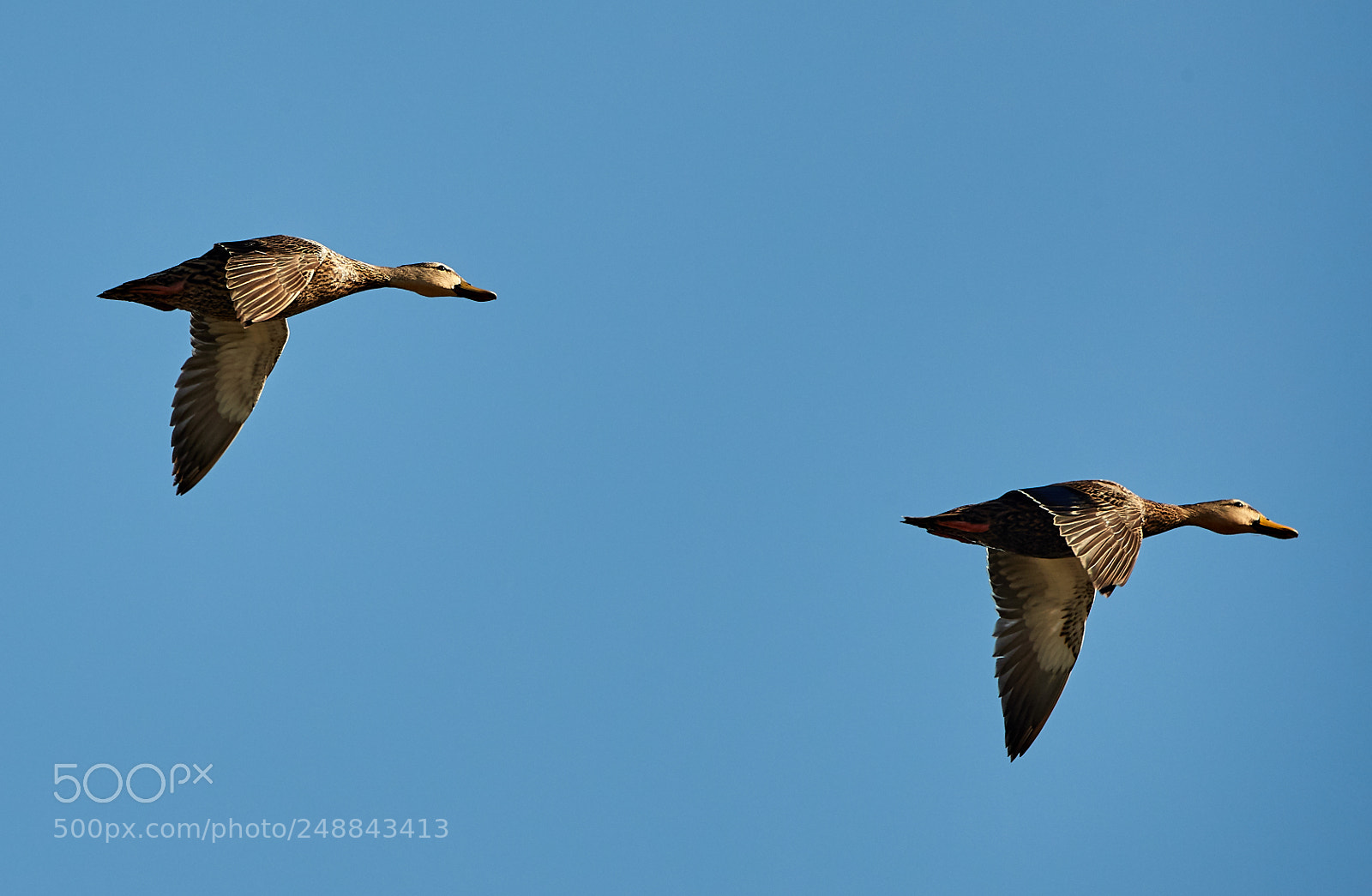 Canon EOS-1D X Mark II sample photo. 03-10-18-0007051.jpg photography