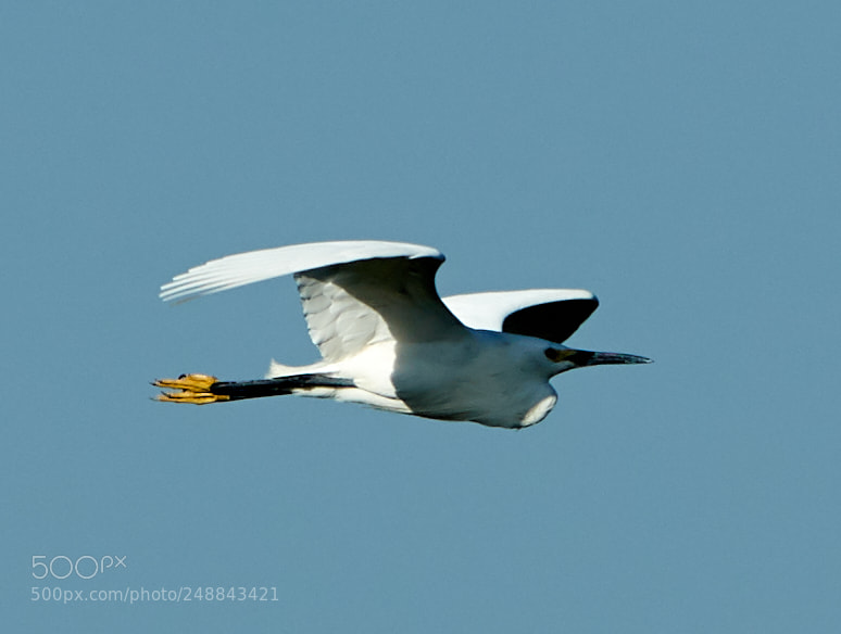 Canon EOS-1D X Mark II sample photo. 03-10-18-0007043.jpg photography
