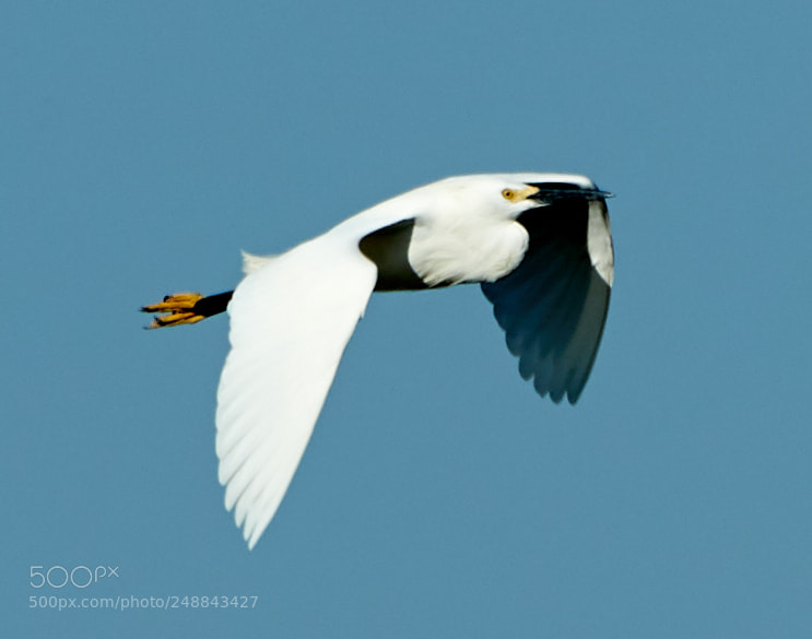 Canon EOS-1D X Mark II sample photo. 03-10-18-0007040.jpg photography