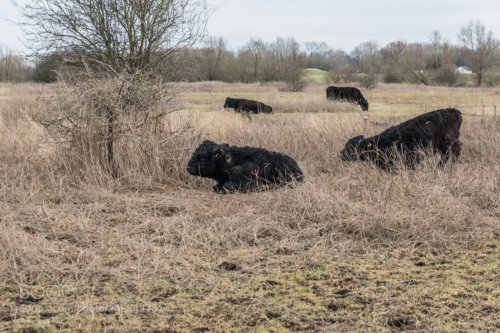 Canon EOS 5D Mark IV sample photo. The cows photography