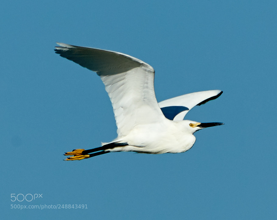 Canon EOS-1D X Mark II sample photo. 03-10-18-0007036.jpg photography