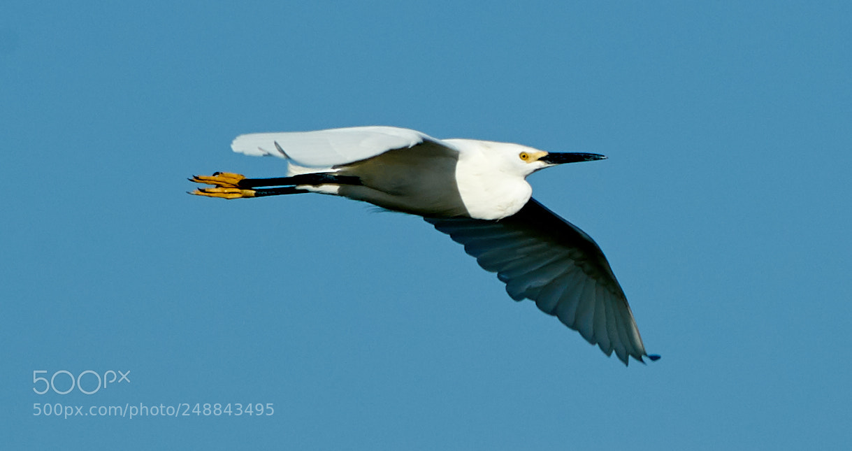 Canon EOS-1D X Mark II sample photo. 03-10-18-0007034.jpg photography