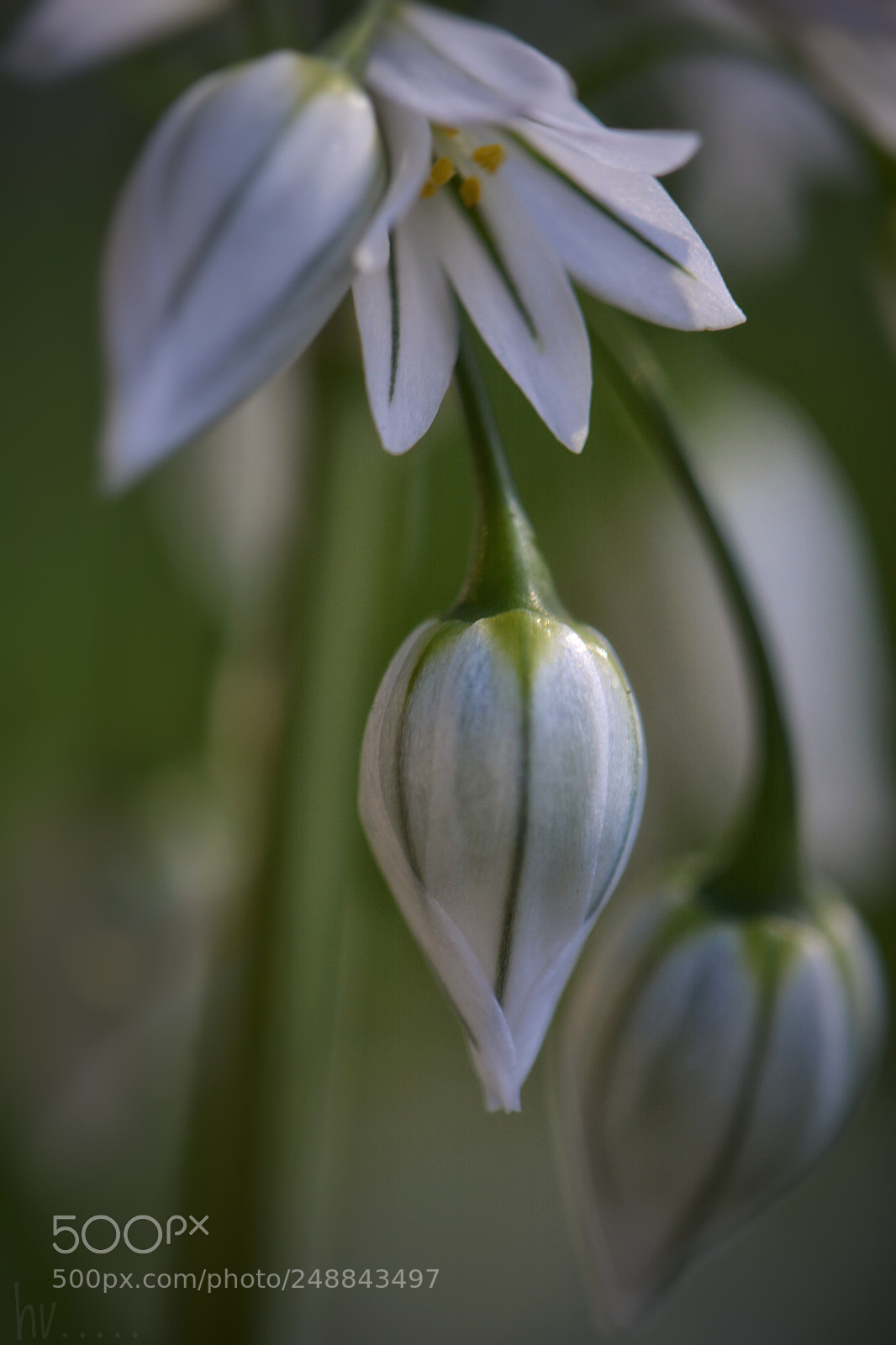 Nikon D7100 sample photo. Shy photography