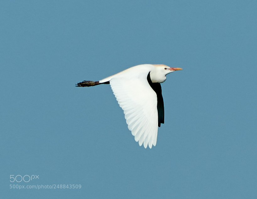 Canon EOS-1D X Mark II sample photo. 03-10-18-0007032.jpg photography