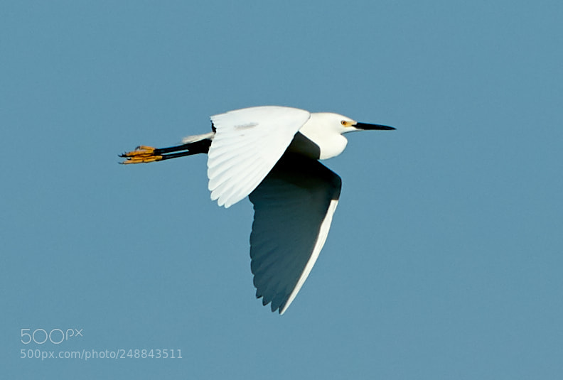 Canon EOS-1D X Mark II sample photo. 03-10-18-0007033.jpg photography