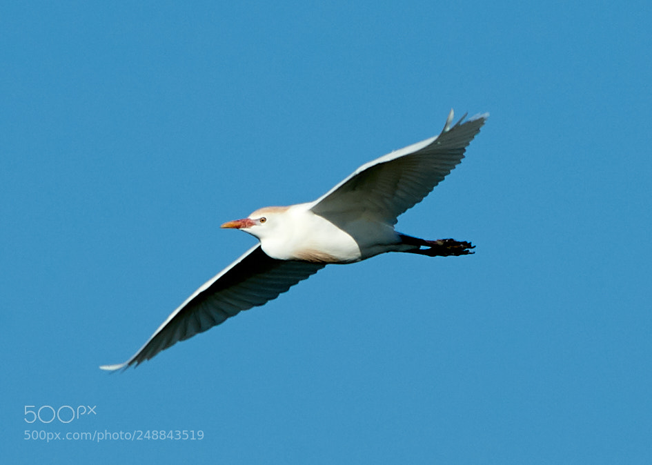 Canon EOS-1D X Mark II sample photo. 03-10-18-0007030.jpg photography
