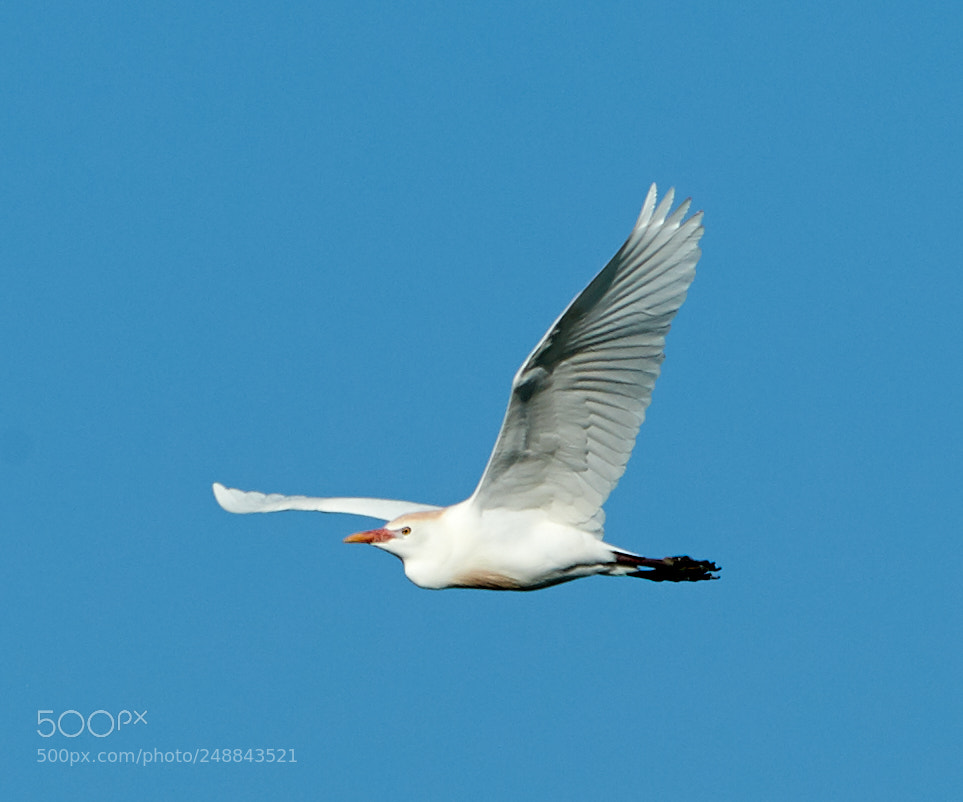 Canon EOS-1D X Mark II sample photo. 03-10-18-0007029.jpg photography