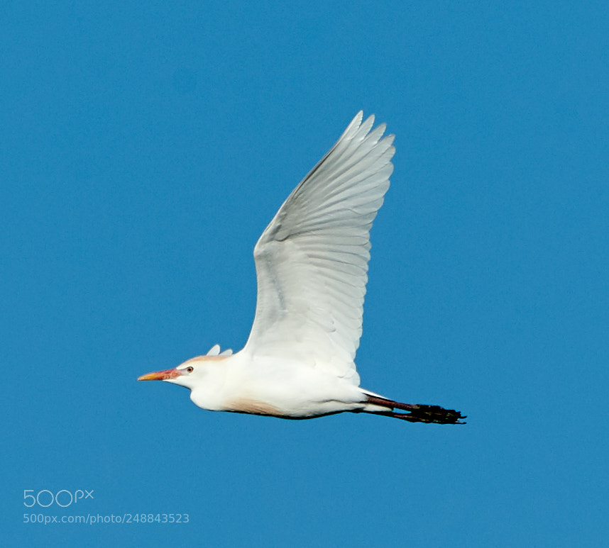 Canon EOS-1D X Mark II sample photo. 03-10-18-0007028.jpg photography