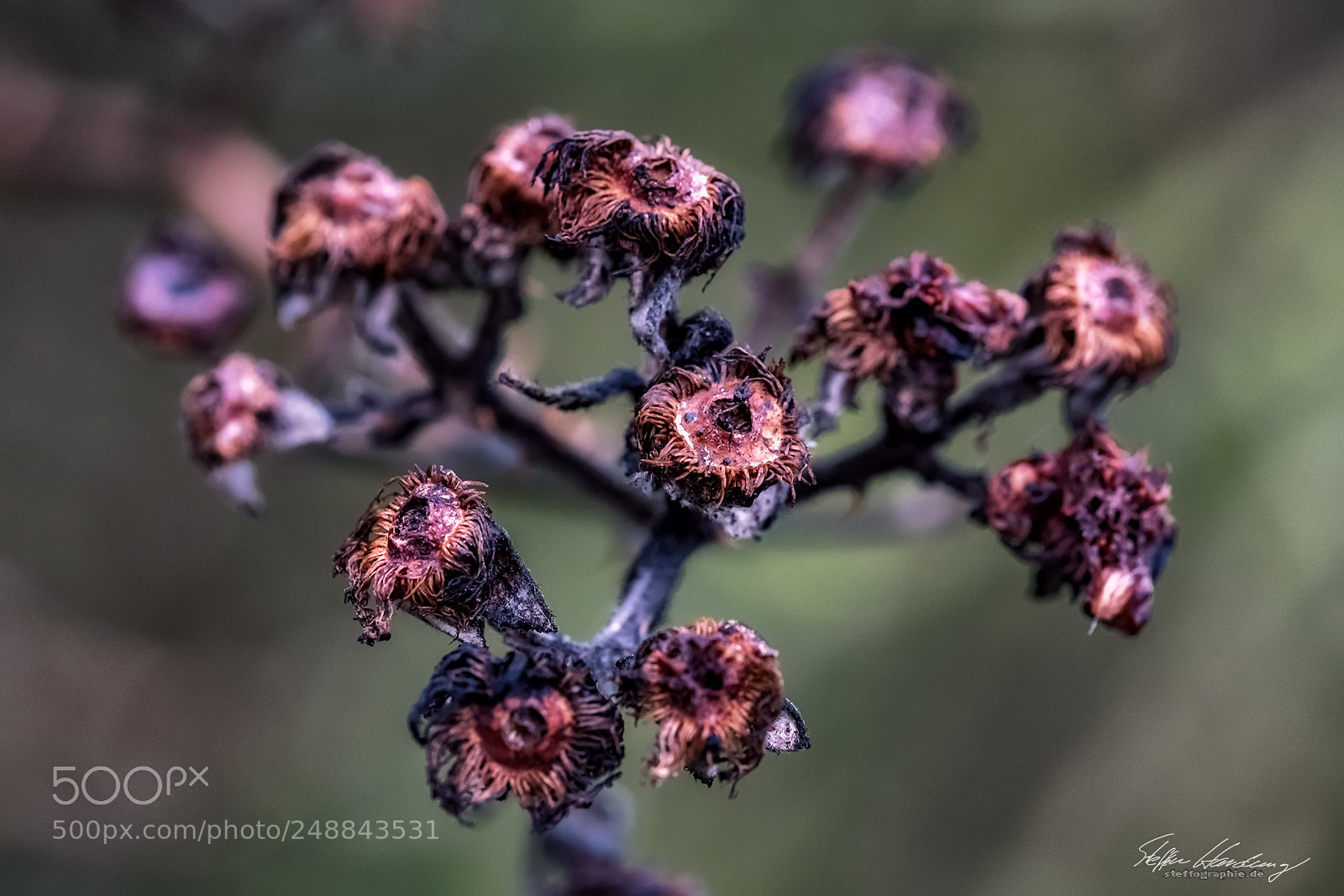 Fujifilm X-T2 sample photo. Vintage flowers photography